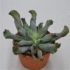 Echeveria Culibra - 17cm -Gartenbedarf Verkäufe 2024 echeveria culibra 17cm