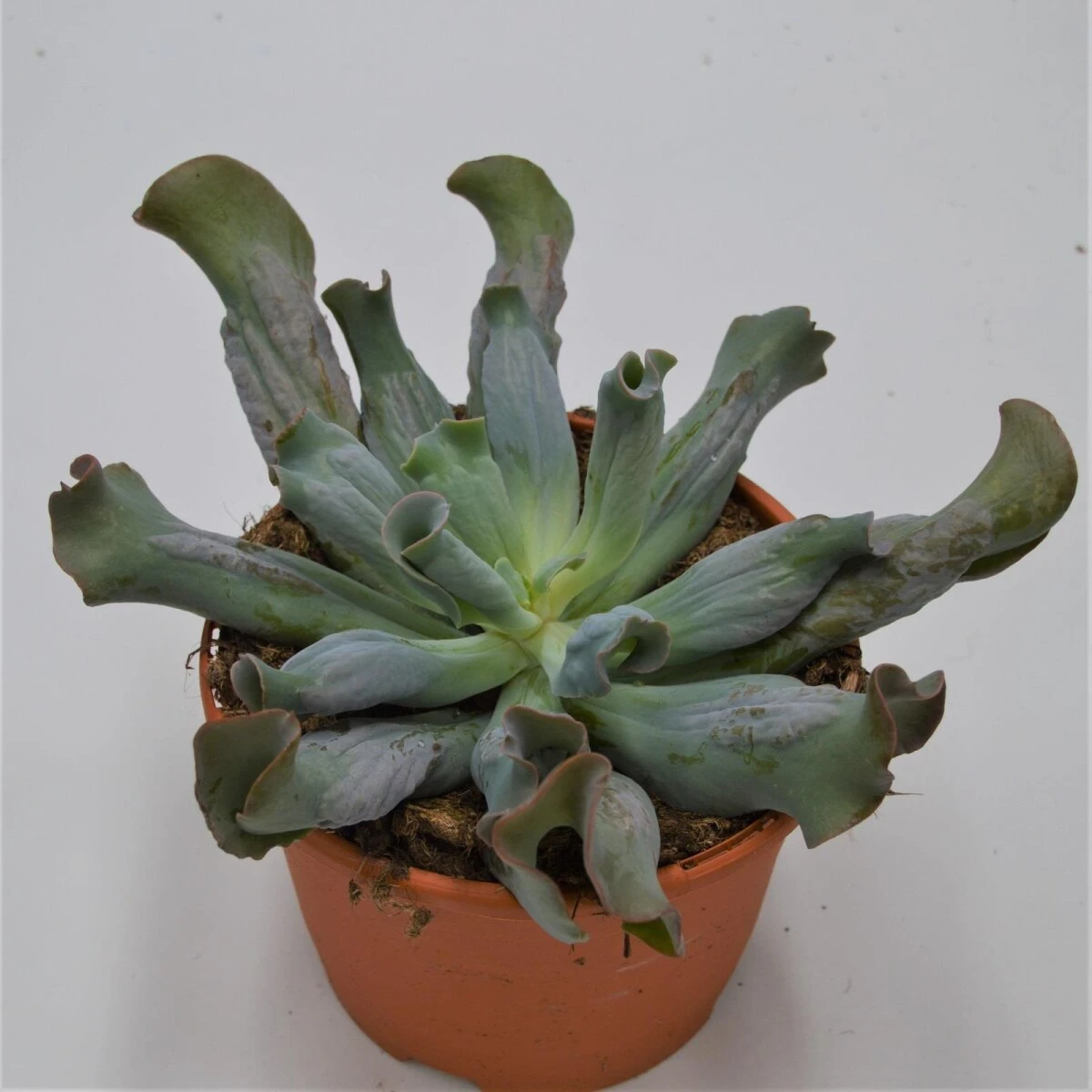 Echeveria Culibra - 17cm 3 Echeveria Culibra - 17cm