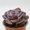 Echeveria Dusty Rose - 13cm -Gartenbedarf Verkäufe 2024 echeveria dusty rose 13cm2