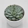 Echeveria Elegans - 8,5cm