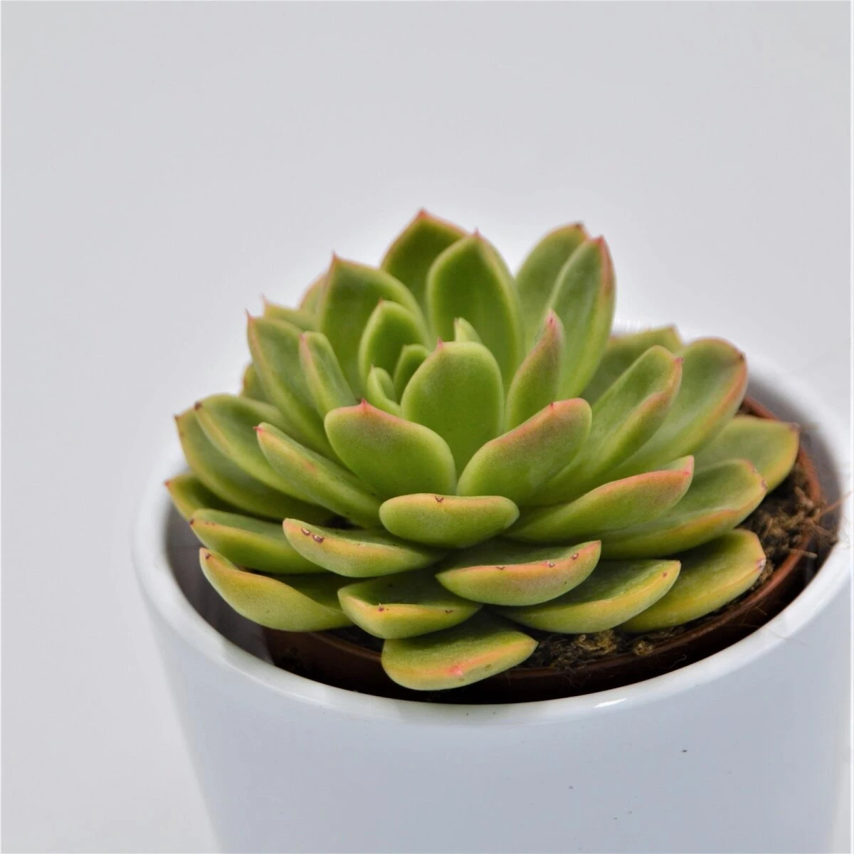 Gartenbedarf Verkäufe 2024 -Gartenbedarf Verkäufe 2024 echeveria gilva 8cm