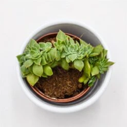 Echeveria Gilva Cristata - 5,5cm