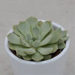 Echeveria Globulosa Sp. - 5,5cm