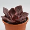 Echeveria Goiabinha - 17cm -Gartenbedarf Verkäufe 2024 echeveria goiabinha 17cm