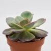 Echeveria Green Pacific - 14cm -Gartenbedarf Verkäufe 2024 echeveria green pacific 14cm