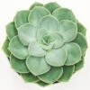 Echeveria Green Pearl - 12cm 2 Echeveria Green Pearl - 12cm -Gartenbedarf Verkäufe 2024 echeveria green pearl 12cm2