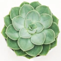 Echeveria Green Pearl - 12cm