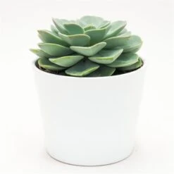 Echeveria Green Pearl - 12cm -Gartenbedarf Verkäufe 2024 echeveria green pearl 12cm3