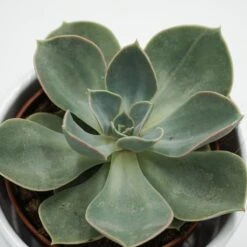 Echeveria Green Pearl - 9cm -Gartenbedarf Verkäufe 2024 echeveria green pearl 9cm2