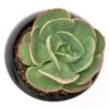 Echeveria Green Spoon - 10,5cm -Gartenbedarf Verkäufe 2024 echeveria green spoon 10cm