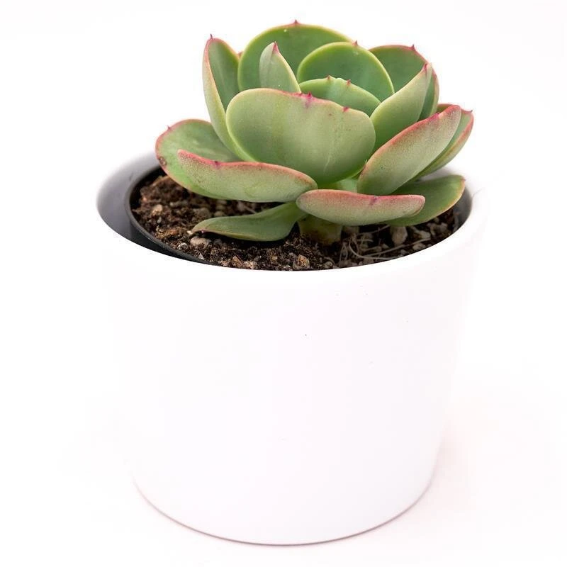 Echeveria Green Spoon - 10,5cm 4 Echeveria Green Spoon - 10,5cm - Image 2