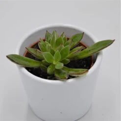 Echeveria Harmsii - 6cm