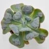 Echeveria Hearts Delight - 10,5cm