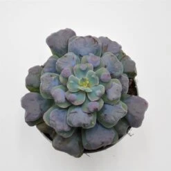 Echeveria Hearts Delight - 13cm