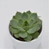 Echeveria Hyalina Green - 5,5cm