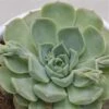 Echeveria Hyalina - 9cm 1 Echeveria Hyalina - 9cm -Gartenbedarf Verkäufe 2024 echeveria hyalina 9cm