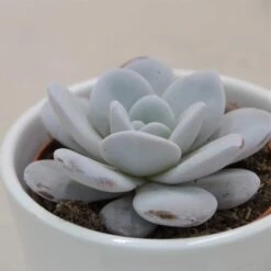 Echeveria Laui - 8,5cm