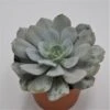 Echeveria Gila - 15cm -Gartenbedarf Verkäufe 2024 echeveria laui hybrid