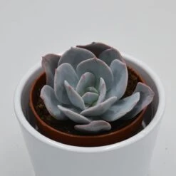 Echeveria Gila - 8,5cm