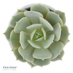 Echeveria Lola - 5,5cm 8 Echeveria Lola - 5,5cm -Gartenbedarf Verkäufe 2024 echeveria lola 5cm