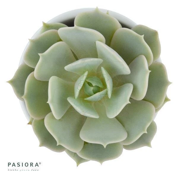 Echeveria Lola - 5,5cm 5 Echeveria Lola - 5,5cm - Image 3