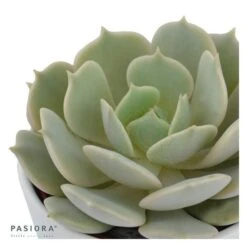 Echeveria Lola - 5,5cm