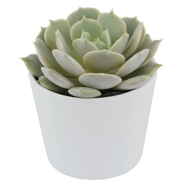 Echeveria Lola - 5,5cm 6 Echeveria Lola - 5,5cm - Image 4