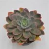 Echeveria Luella - 15cm -Gartenbedarf Verkäufe 2024 echeveria luella