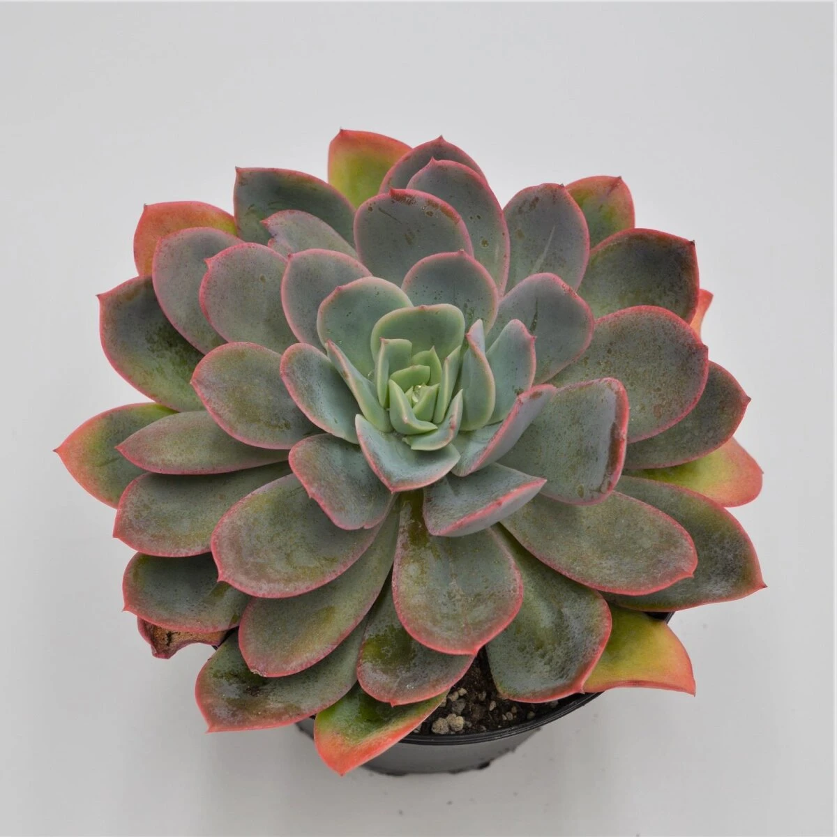 Echeveria Luella - 15cm 3 Echeveria Luella - 15cm