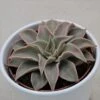 Echeveria Madiba - 10,5cm