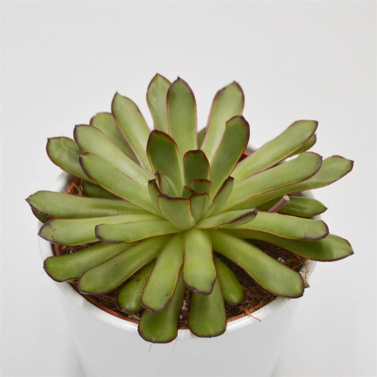 Echeveria Magma Pearl - 12cm 3 Echeveria Magma Pearl - 12cm