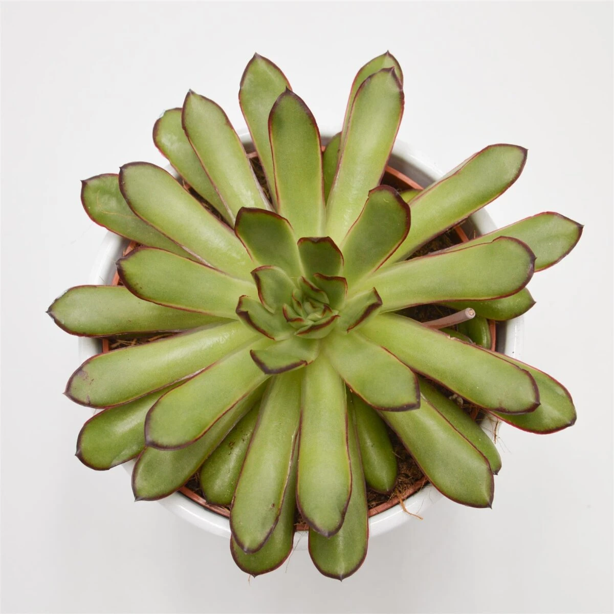 Echeveria Magma Pearl - 12cm 4 Echeveria Magma Pearl - 12cm - Image 2