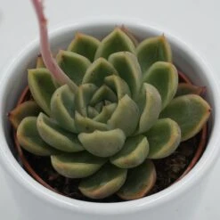 Echeveria Mandolan - 6cm