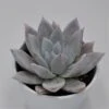 Echeveria Mexican Giant - 10,5cm 1 Echeveria Mexican Giant - 10,5cm -Gartenbedarf Verkäufe 2024 echeveria mexican giant 10cm
