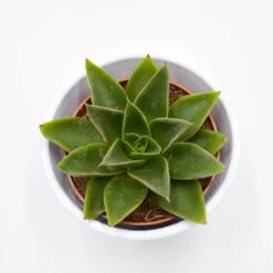 Gartenbedarf Verkäufe 2024 -Gartenbedarf Verkäufe 2024 echeveria mexicana 8cm2