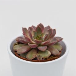 Echeveria Mina - 8,5cm -Gartenbedarf Verkäufe 2024 echeveria mina 9cm2