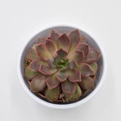 Echeveria Mina - 8,5cm -Gartenbedarf Verkäufe 2024 echeveria mina 9cm3