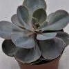 Echeveria Perle Von Nürnberg - 10,5cm