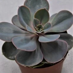 Echeveria Perle Von Nürnberg - 10,5cm