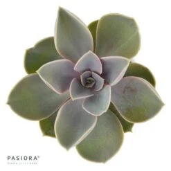 Echeveria Perle Von Nürnberg - 6cm