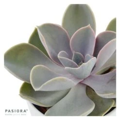 Echeveria Perle Von Nürnberg - 6cm -Gartenbedarf Verkäufe 2024 echeveria perle von nuernberg 6cm2