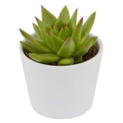 Echeveria Agavoides Lipstick - 6cm -Gartenbedarf Verkäufe 2024 echeveria pluto 6cm5