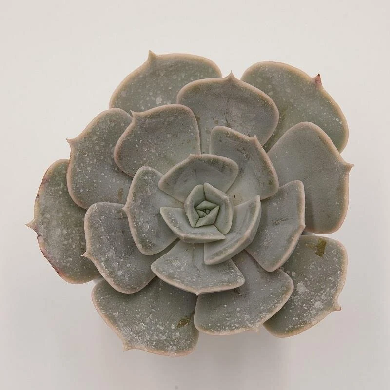 Echeveria Pollux - 6cm 3 Echeveria Pollux - 6cm