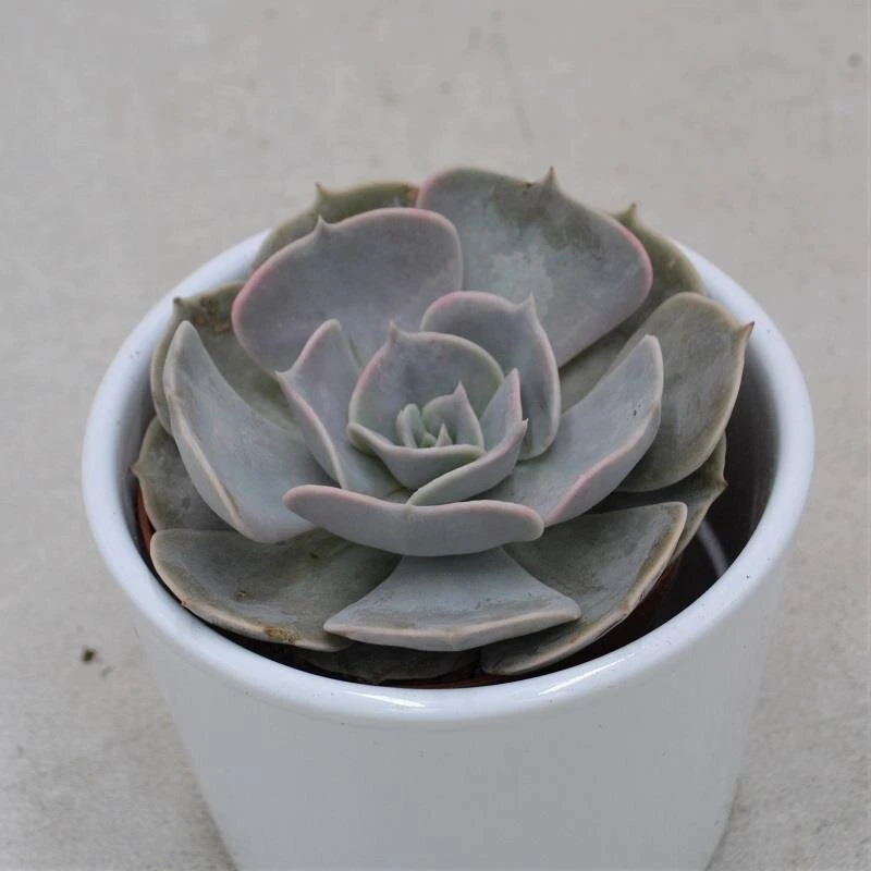 Echeveria Pollux - 8,5cm 3 Echeveria Pollux - 8,5cm