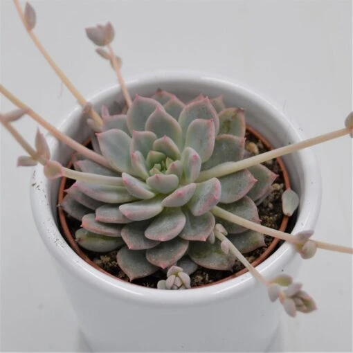 Echeveria Prolifica - 6cm -Gartenbedarf Verkäufe 2024 echeveria prolifica 6cm