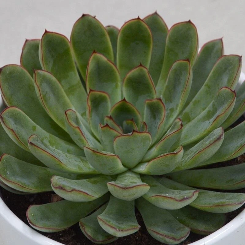Echeveria Pulidonis - 12cm 5 Echeveria Pulidonis - 12cm - Image 3