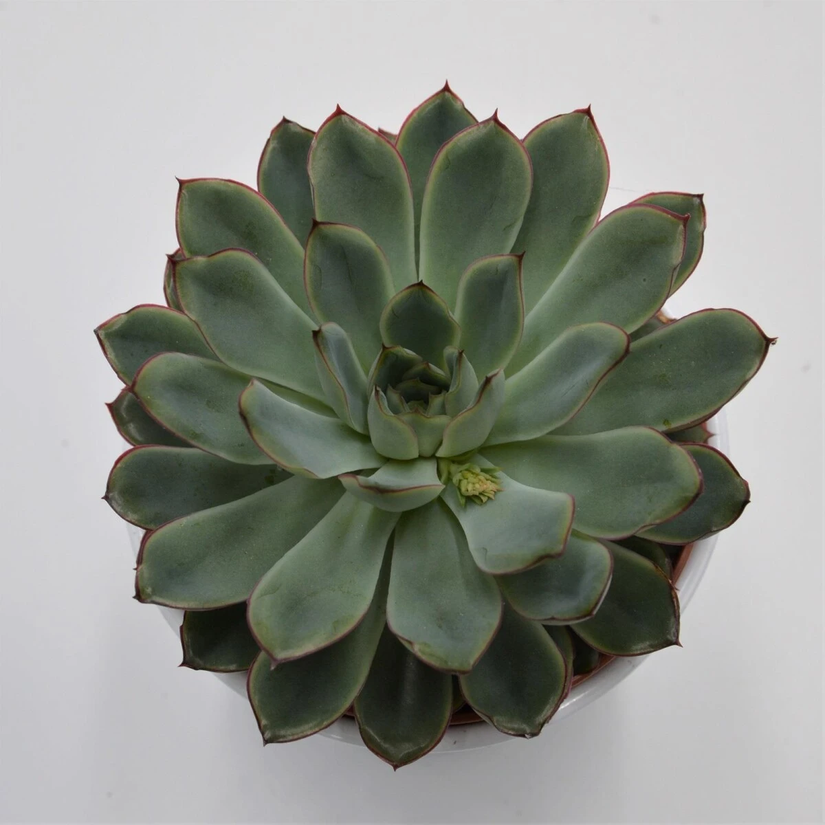 Echeveria Pulidonis - 12cm 4 Echeveria Pulidonis - 12cm - Image 2
