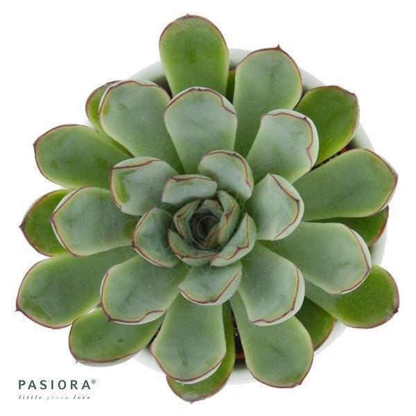 Echeveria Pulidonis - 6cm 3 Echeveria Pulidonis - 6cm