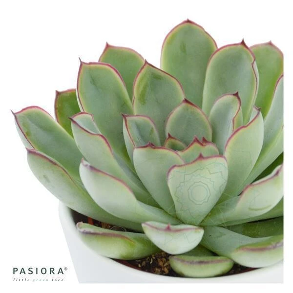 Echeveria Pulidonis - 6cm 4 Echeveria Pulidonis - 6cm - Image 2