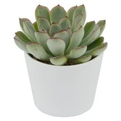 Echeveria Pulidonis - 6cm 7 Echeveria Pulidonis - 6cm -Gartenbedarf Verkäufe 2024 echeveria pulidonis 6cm3